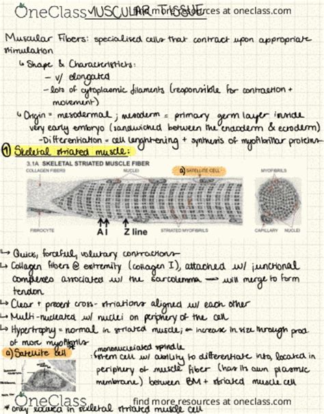 Anat Lecture Notes Fall Lecture Germ Layer Myocyte Fibrin