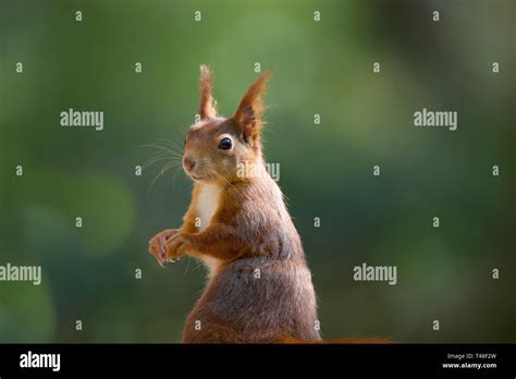 Close Up Of Beautiful British Wild Red Squirrel Standing Isolated In Uk Woodland Alert Sunlit