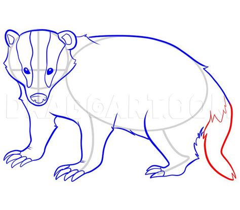 how to draw an anteater step by step