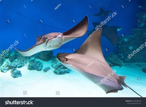 11,599 Colored Stingray Stingray Images, Stock Photos & Vectors ...