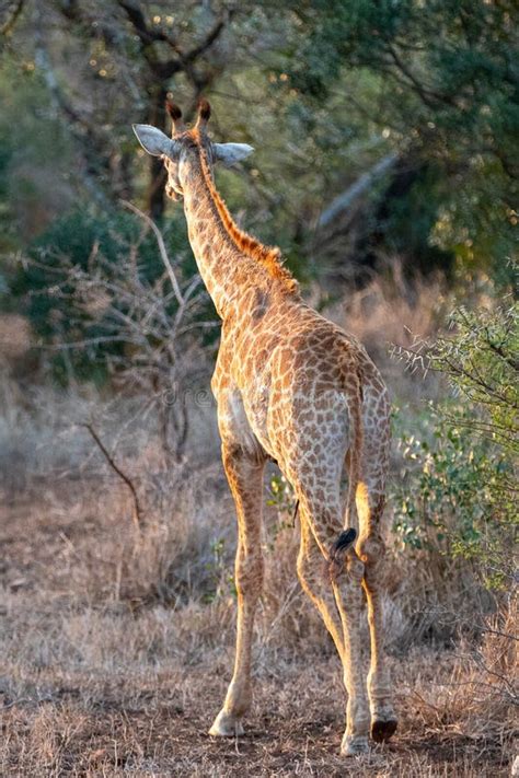 Baby Giraffe At Golden Hour In Krueger National Park In South Africa