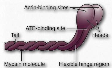 Myosin Structure