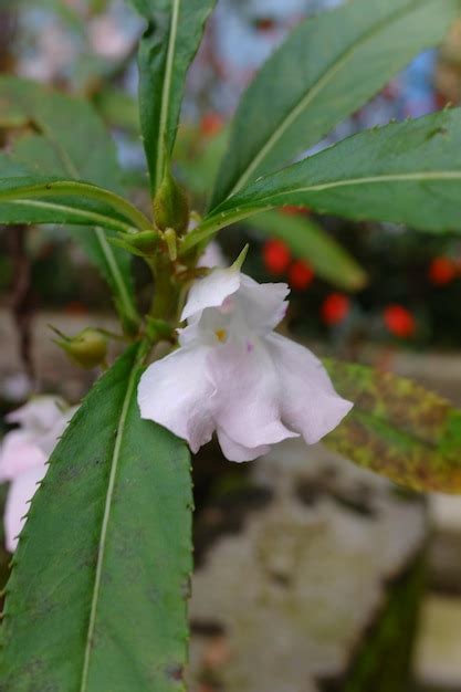 Fleurs Blanches D Une Plante Dont Le Nom Scientifique Est Impatiens