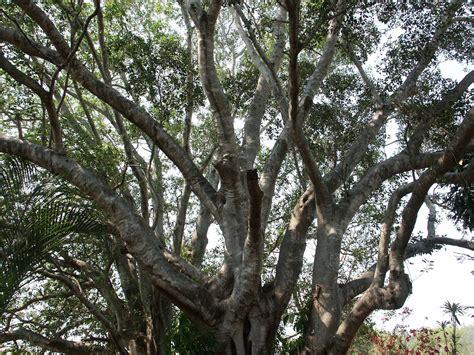 Ficus Obliqua Small Leaved Fig Paten Park Native Nursery