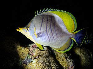 Yellowhead butterflyfish Facts for Kids