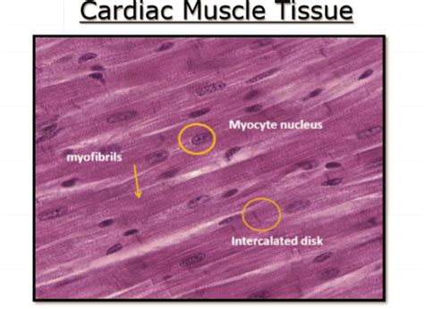 Cardiac Muscle Tissue Flashcards Quizlet