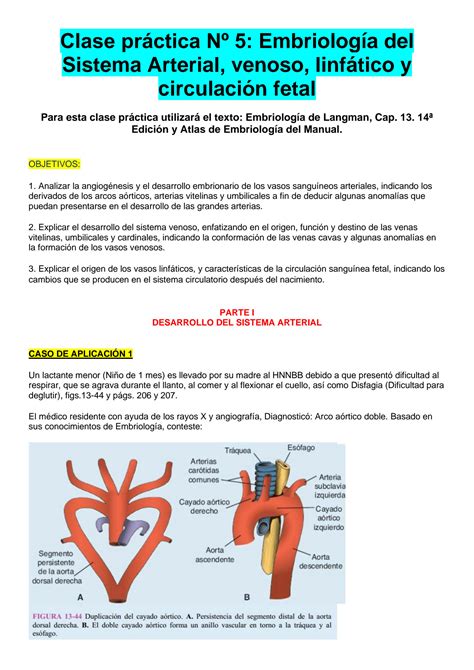 SOLUTION Embriología del sistema arterial venoso y linfático Studypool