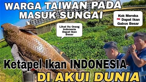 Dapat Ikan Gabus Besar Pakai Ketapel Warga Taiwan Sampai Masuk Sungai