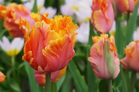 Tulipany Kwiat Wiosenne Kwiaty Darmowe Zdjęcie Na Pixabay Pixabay