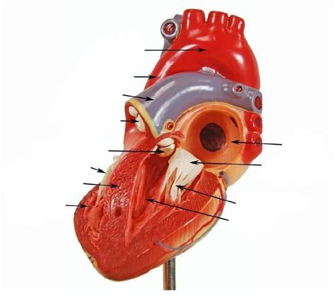 side of heart Diagram | Quizlet