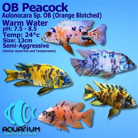 OB Peacock Cichlid 5cm - Aquarium Central