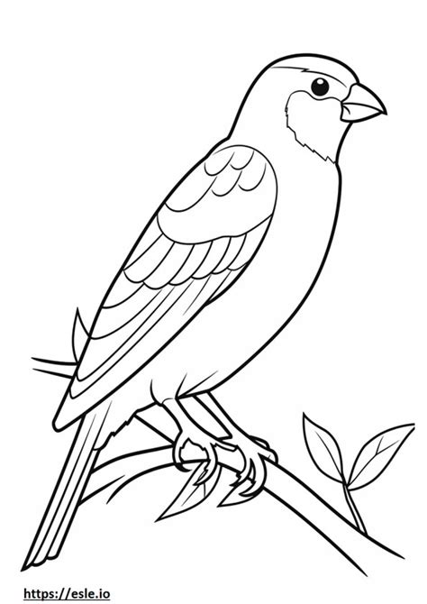 House Sparrow English Sparrow Coloring Pages Free Printable