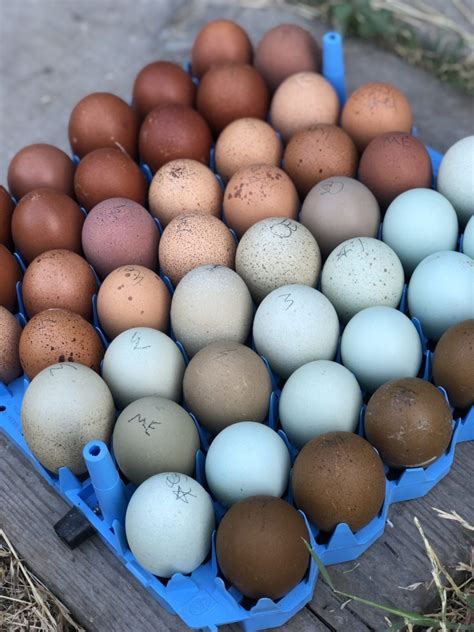 Chicken Egg Colors By Breed Alchemist Farm