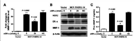 Downregulation Of Er α Inhibits Her2 Induced Mmp 1 Expression To