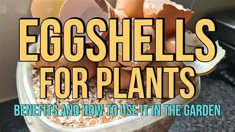 Eggshells For Plants Benefits And How To Use It In The Garden