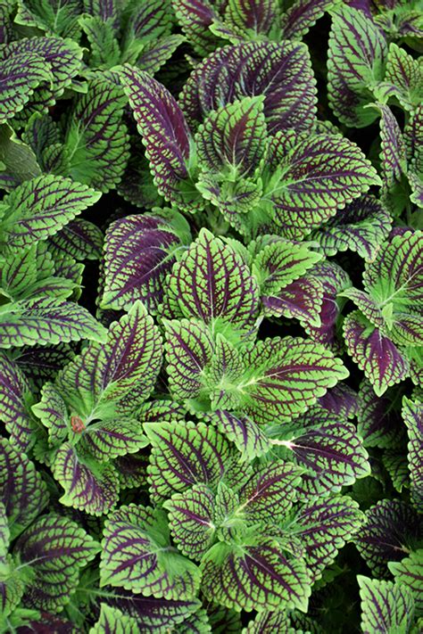 Main Street La Rambla Coleus Solenostemon Scutellarioides La Rambla