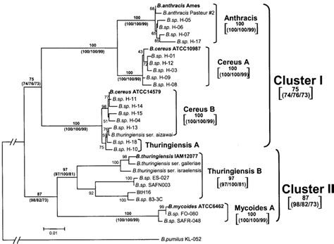 Grouping Of The B Cereus Group Strains Based On Gyrb Gene Sequences