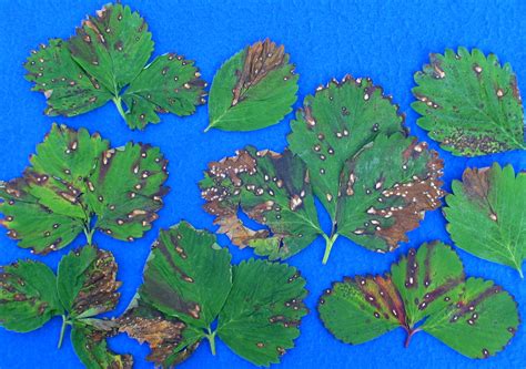 Leaf Spot Of Strawberry Vegetable Pathology Long Island