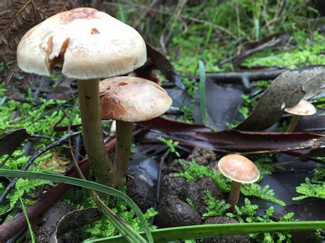 Id Request Suspected Psilocybe Subaeruginosa And Others Vic