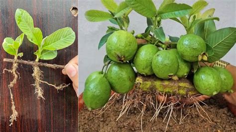 Unveiling A Unique Method Fast Growing Guava Tree Propagation Using