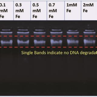 Agarose Gel Electrophoresis Pattern For A Representative Pmil