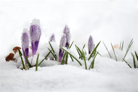 Krokusse Im Schnee Rog R Flickr