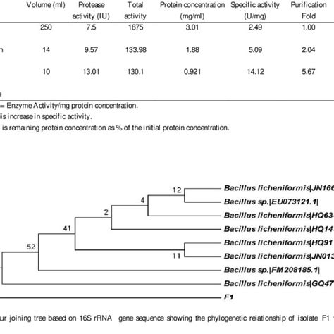 Purification Stages Of Extracellular Alkaline Protease Enzyme Produced