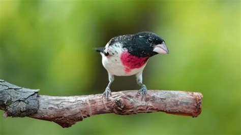 Premium Ai Image Beautiful Sparrow Birds