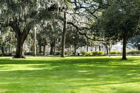 Southern Live Oaks Covered in Spanish Moss Growing in Savannah`s ...