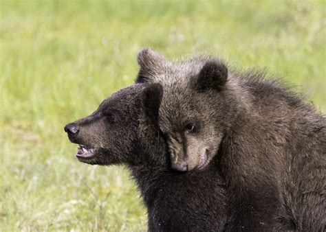 bear cubs wildlife photography workshops   uk