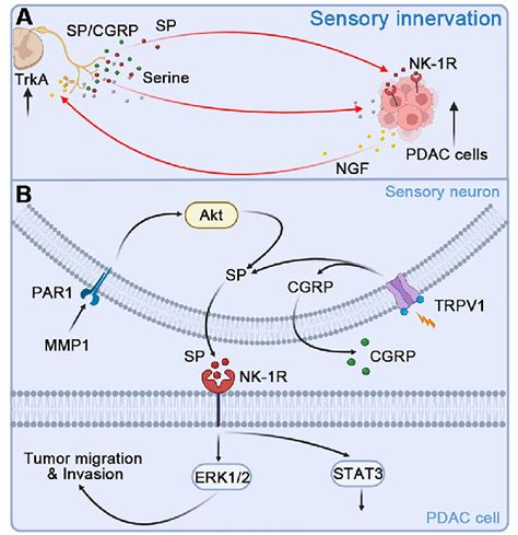 Molecular Mechanisms By Which Sensory Neurons Promote Pdac Progression