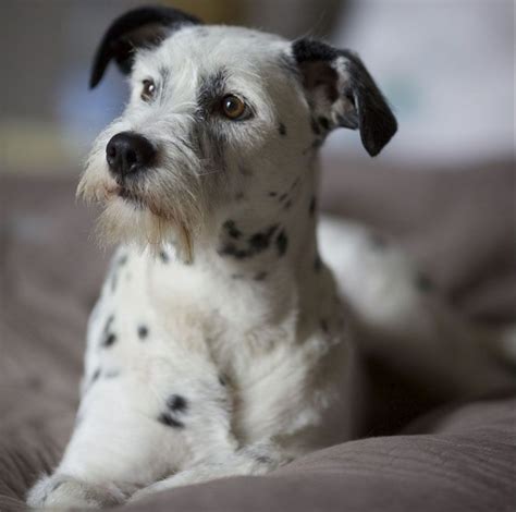 Dalmatian Terrier Mix Anything Terrier