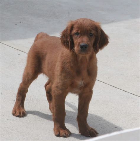 Examples of Golden Irish Puppies for sale – Golden Ridge Hi-Breds