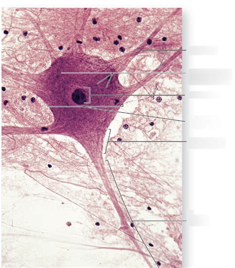 Neuron Labeling Diagram | Quizlet