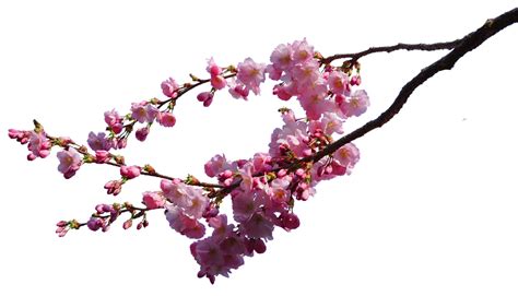 cherry blossom branches png STOCK by AStoKo on DeviantArt