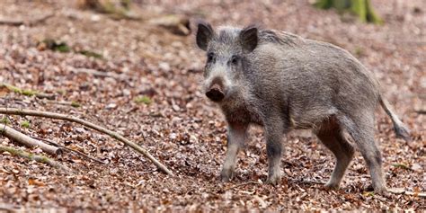 How to Prevent and Survive a Wild Boar Attack | Thrifty Traveler Tips