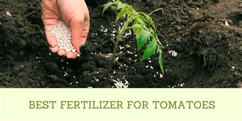 Best Fertilizer For Tomatoes Hydroponicsdaily