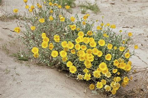 Desert Marigold