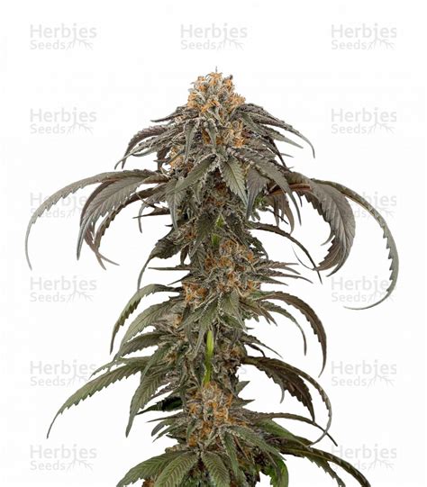 Buy Purple Afghan Kush feminized seeds by Dinafem Seeds - Herbies