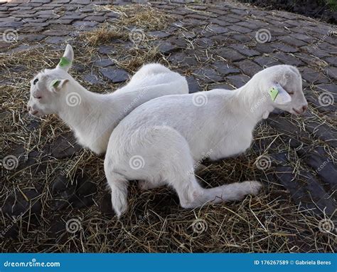 Little Baby Goats, Resting Outside. Stock Image - Image of ecology ...