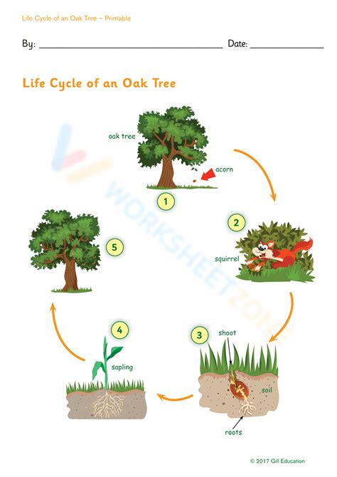 Free Printable Life Cycle Of An Oak Tree Worksheets