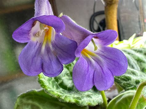 Toujours Plus De Fleurs Sur Mon Pied De Primulina Streptocarpus