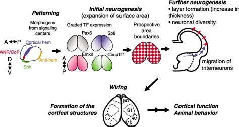 Overview of key events during early development of the cerebral cortex ...