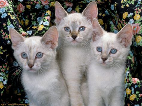 Beautiful Siamese - Siamese Cats Wallpaper (18845397) - Fanpop