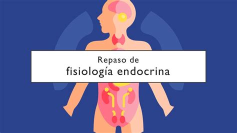 Repaso De Fisiolog A Endocrina Youtube