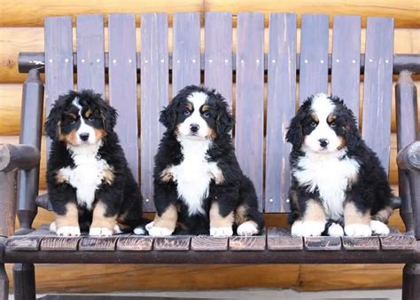 15 Adorable Photos Of Bernese Mountain Dog Puppies With Pure Beauty ...