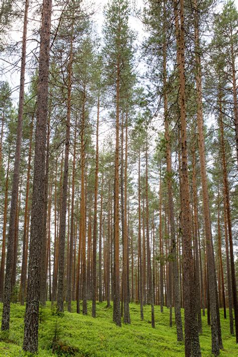 Free Images Tree Nature Wood Evergreen Fir Conifer Spruce