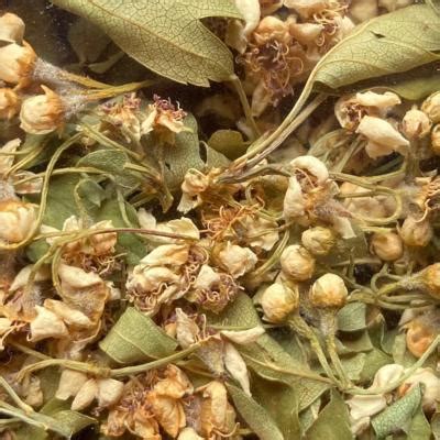 Tisane Bio Aub Pine