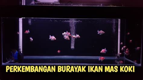 Aquarium Ikan Mas Koki 150 Cm Perkembangan Anakan Ikan Mas Koki