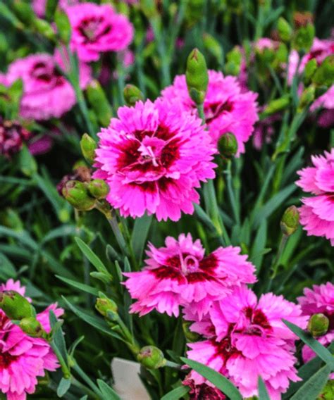 Dianthus – Pépinière Jasmin